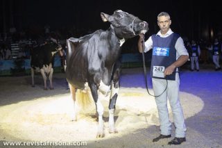 Llinde Ariel Jordan, la vaca más laureada en concursos de raza frisona con cuatro Gran Campeonatos de Vacas