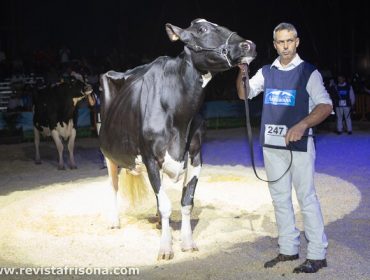 Llinde Ariel Jordan, la vaca más laureada en concursos de raza frisona con cuatro Gran Campeonatos de Vacas