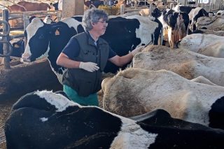 “La obligación de contar con un veterinario de explotación no va a suponer ningún problema para las granjas que están en una ADSG”