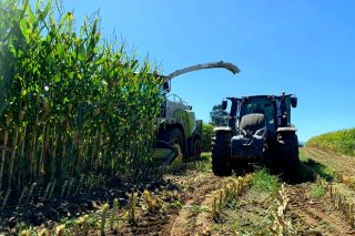 Claves para mejorar la producción de las fincas de maíz