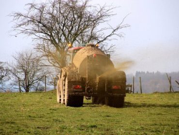 Una tesis de la USC demuestra que la aplicación de aditivos reduce los gases contaminantes de purines de cerdo