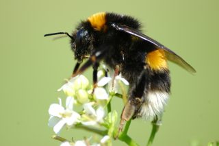 Un estudio de la Universidad de Vigo constata que los abejorros se defienden con éxito de la vespa velutina
