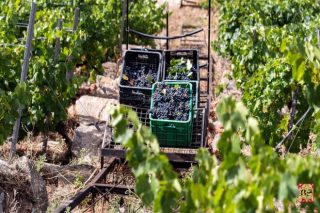 Buenos datos de la vendimia en la DO. Ribeira Sacra, con 6,45 millones de kilos uva ya recogidos