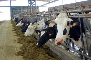 Los precios de la leche se mantienen hasta marzo ante el miedo a los efectos de la EHE sobre la producción en 2024