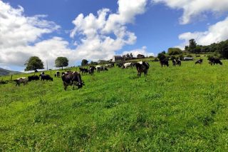 La Xunta sigue sin concretar las ayudas para las ganaderías afectadas por el virus de la EHE