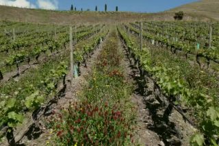 «Con las cubiertas vegetales en el viñedo también se buscan vinos de más calidad»