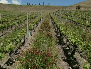 «Con las cubiertas vegetales en el viñedo también se buscan vinos de más calidad»