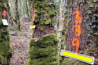 La Xunta convoca las primeras ayudas para mejorar los bosques de robles y castaños