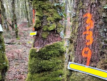 La Xunta convoca las primeras ayudas para mejorar los bosques de robles y castaños