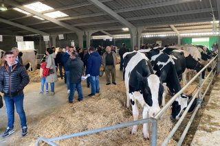 Precio medio de 2326 euros por animal en la subasta de ganado frisón celebrada en Friol