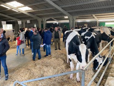 Precio medio de 2326 euros por animal en la subasta de ganado frisón celebrada en Friol