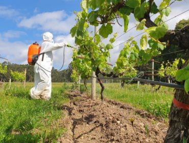 Soluciones contra los pesticidas en viñedos y olivares a través de la innovación