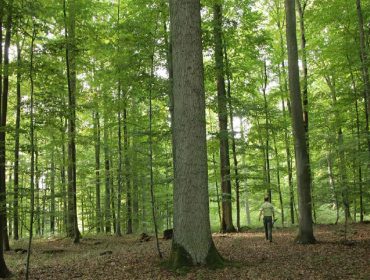 “Galicia tiene frondosas fascinantes, sólo tiene que copiar la gestión de los bosques centroeuropeos”
