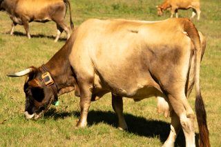 Las ventajas de monitorizar al ganado con Rumi: el ejemplo de la ganadería O Neno