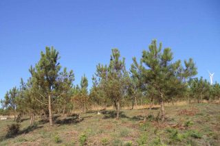 La comunidad de montes vecinales de Bermés (Lalín) inicia la comercialización del carbono de un proyecto de restauración forestal