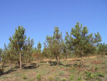 La comunidad de montes vecinales de Bermés (Lalín) inicia la comercialización del carbono de un proyecto de restauración forestal
