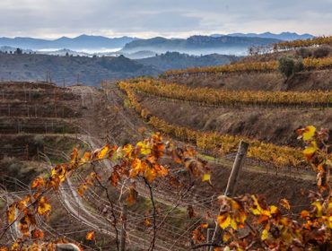 El Priorat: Un ejemplo de cómo conseguir vinos valorados y recuperar el interés por el viñedo