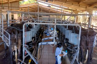 La producción de leche en Brasil: la evolución hacia la profesionalización