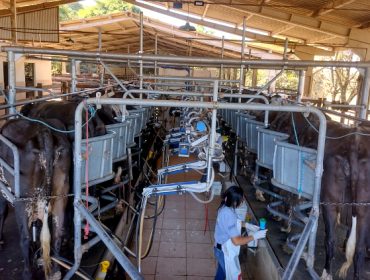 La producción de leche en Brasil: la evolución hacia la profesionalización