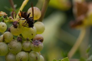 ¿Cómo está afectando la velutina al sector del vino en Galicia?