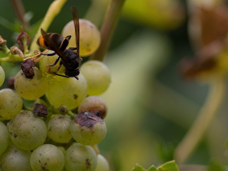 ¿Cómo está afectando la velutina al sector del vino en Galicia?