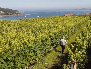 Campaña de promoción de los vinos de la IGP Ribeiras do Morrazo