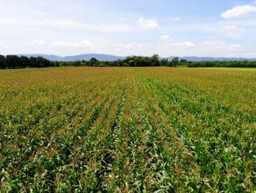 Seguro para maíz forrajero: precios, coberturas y plazos