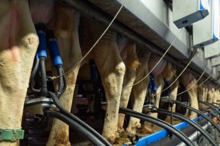 El aumento de producción de leche en Galicia contrarresta la caída del resto del Estado en 2023