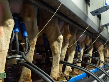 El aumento de producción de leche en Galicia contrarresta la caída del resto del Estado en 2023