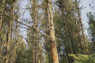 Un encuentro científico – técnico abordará  la mejora del manejo de los montes de pino en Galicia y Norte de Portugal