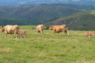 Medio Rural cifra en 85.000 los animales que se beneficiarán de la ayuda para la IGP Ternera Gallega