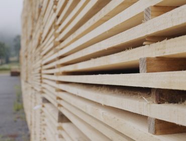 ¿Cómo obtener mejor madera de pino en Galicia?