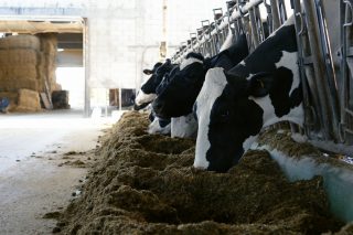 El sector lácteo aumenta en 2023 su rentabilidad gracias al incremento del precio medio en origen un 22% y la bajada de los principales insumos