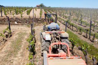 Beneficiarios de las ayudas para el sector vitivinícola