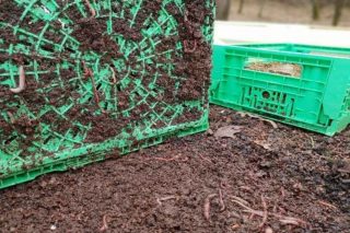 El vermicompostaje, una manera de aprovechar el bagazo y fertilizar el suelo de las viñas