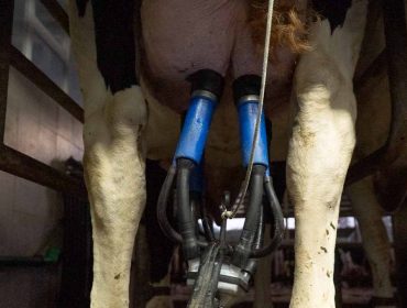 Las ganaderías gallegas facturaron 1531 millones de euros por venta de leche en el 2023, un 17% más