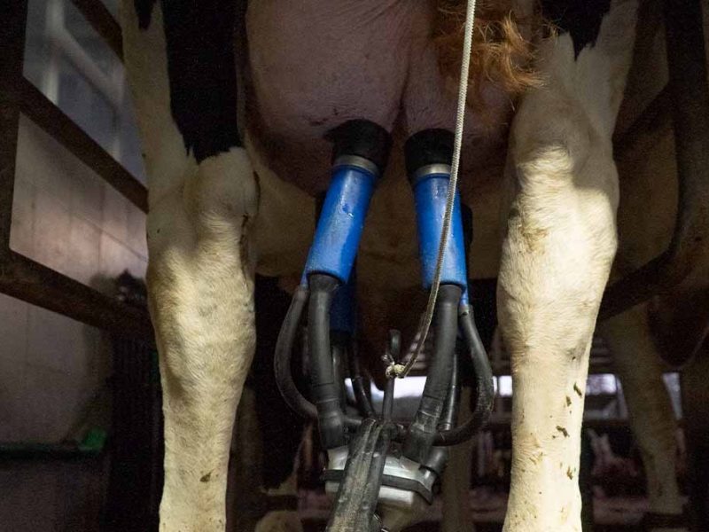 Las ganaderías gallegas facturaron 1531 millones de euros por venta de leche en el 2023, un 17% más 