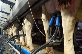Crece la producción de leche en los dos primeros meses del año un 3,66% en Galicia y un 3,41% en España