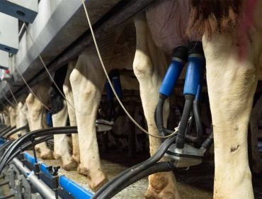 Crece la producción de leche en los dos primeros meses del año un 3,66% en Galicia y un 3,41% en España