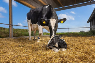 Salud reproductiva, fertilidad y rentabilidad de la vaca 100 días después del parto