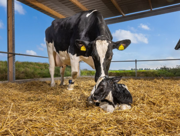 Salud reproductiva, fertilidad y rentabilidad de la vaca 100 días después del parto