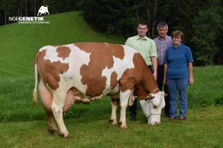 Ejemplos de vacas Fleckvieh con más de 100.000 litros y 8 toneladas de grasa y proteína producidas
