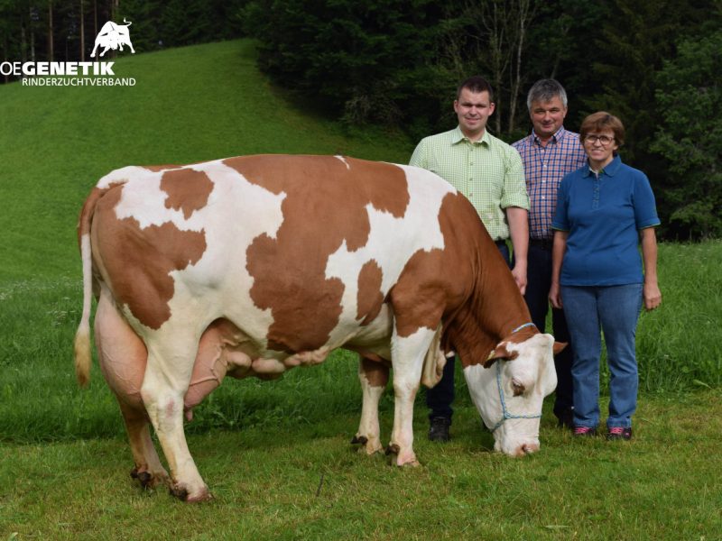 Ejemplos de vacas Fleckvieh con más de 100.000 litros y 8 toneladas de grasa y proteína producidas