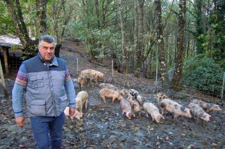 Landra, el proyecto del polígono agroforestal de Chantada para criar cerdos en ecológico