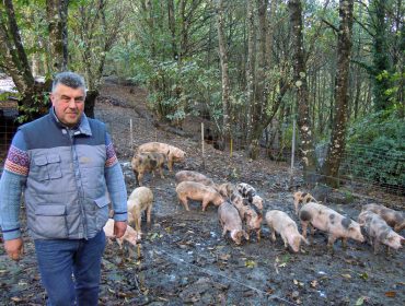 Landra, el proyecto del polígono agroforestal de Chantada para criar cerdos en ecológico