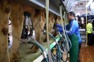 Las propuestas de las industrias para la renovación de contratos lácteos: bajada entre 2 y 5 céntimos y duración de 3 a 4 meses
