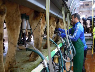 Las propuestas de las industrias para la renovación de contratos lácteos: bajada entre 2 y 5 céntimos y duración de 3 a 4 meses