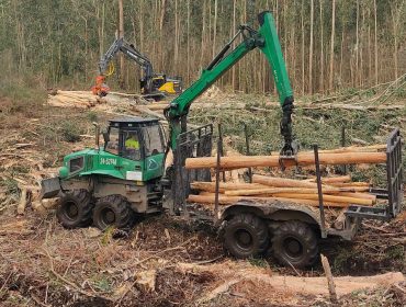 Comienza una ligera reactivación de la demanda de pino y eucalipto