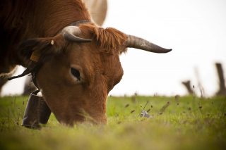 Los pastos de la ganadería de vacuno de carne compensan un 60 % de sus emisiones