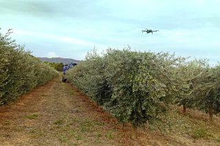 AGRIMOBI OLIVE-N corrige y previene la falta de nitrógeno en el olivar